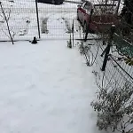 2 Langa Coresi - *